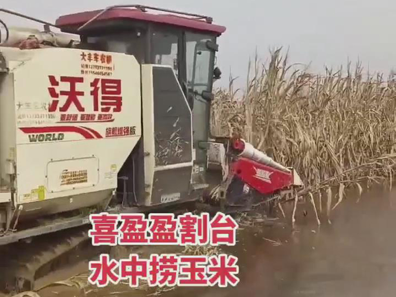 喜盈盈玉米專用割臺(tái)水中收割效果視頻