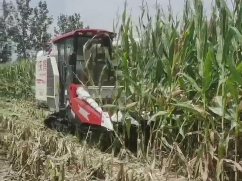 喜盈盈玉米專用割臺(tái)收割效果視頻